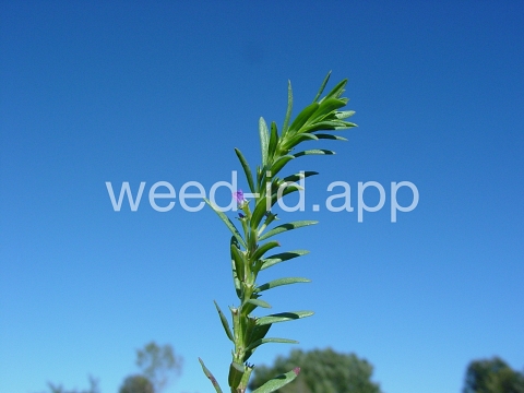 loosestrife, hyssop